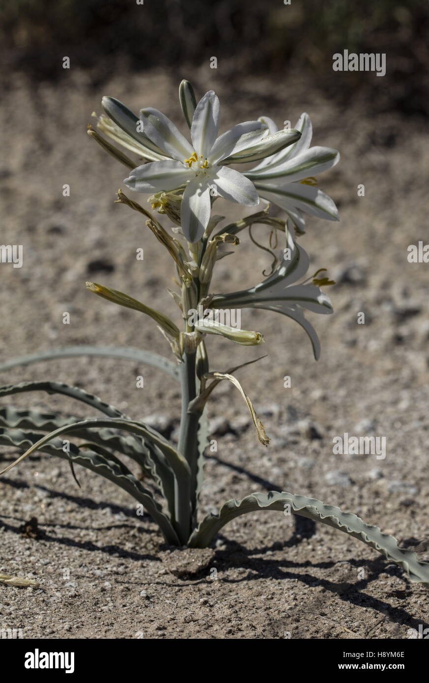 Desert Lily, Hesperocallis undulata, in flower in the Californian