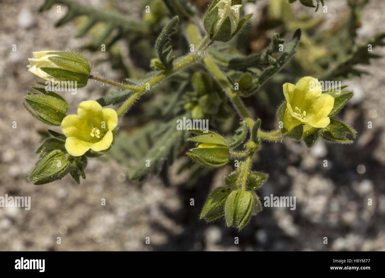 Whispering bells , Emmenanthe penduliflora, in flower in Anza-Borrego, Sonoran Desert, California. Stock Photo