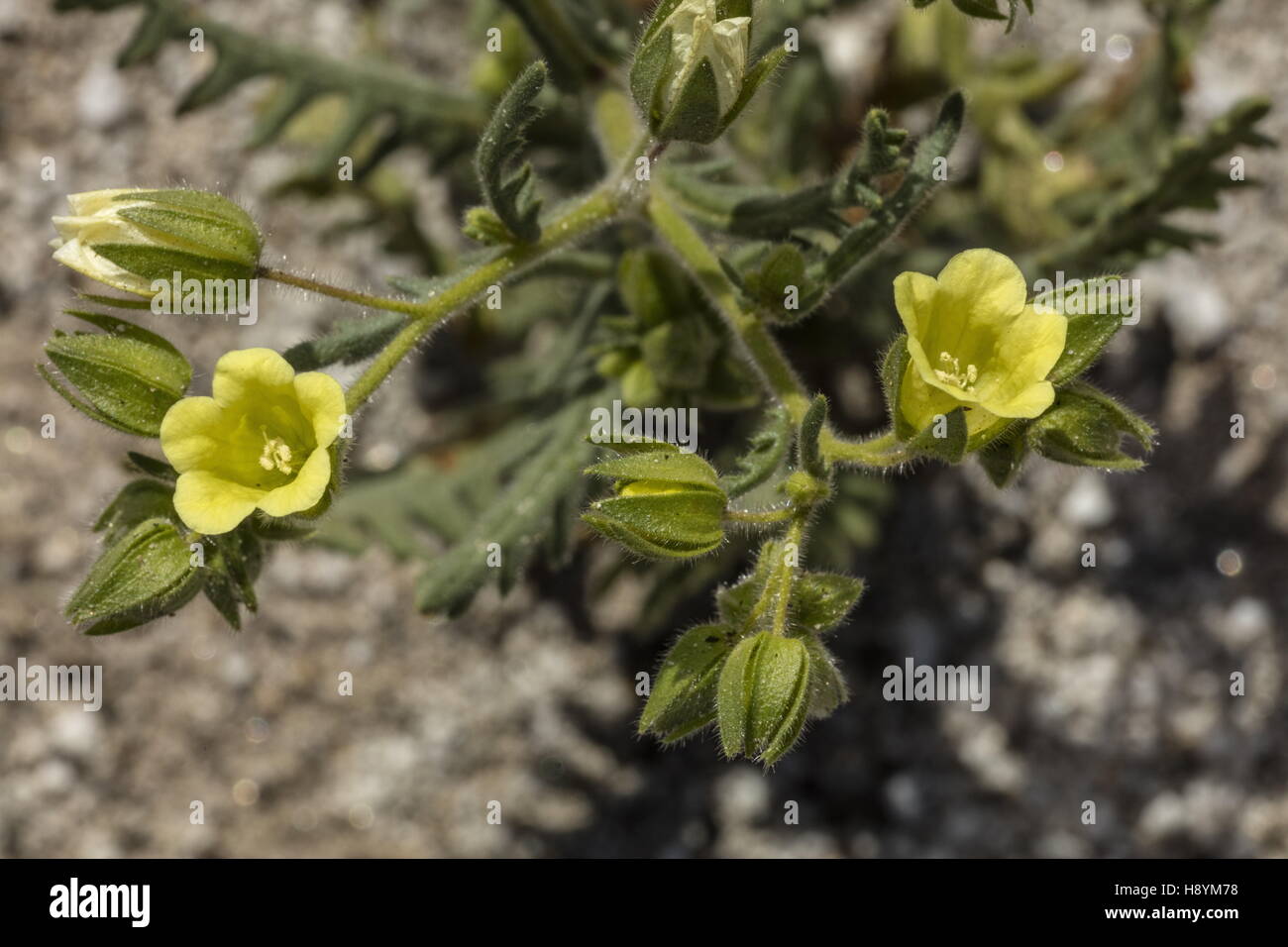 Whispering bells , Emmenanthe penduliflora, in flower in Anza-Borrego, Sonoran Desert, California. Stock Photo
