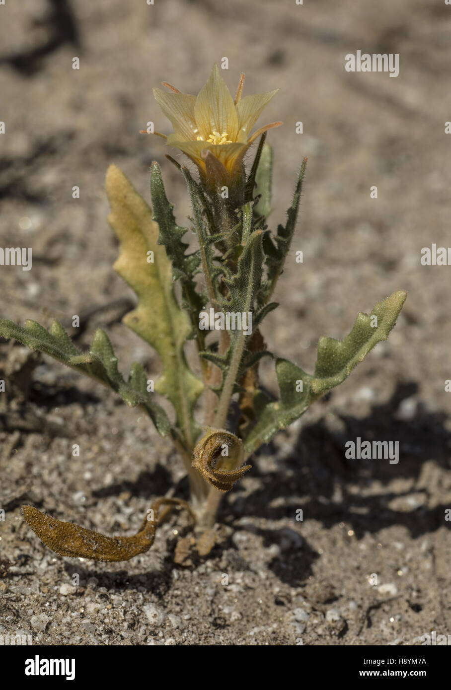 Sand blazing star, Mentzelia involucrata, in flower in the Sonoran Desert, California. Stock Photo