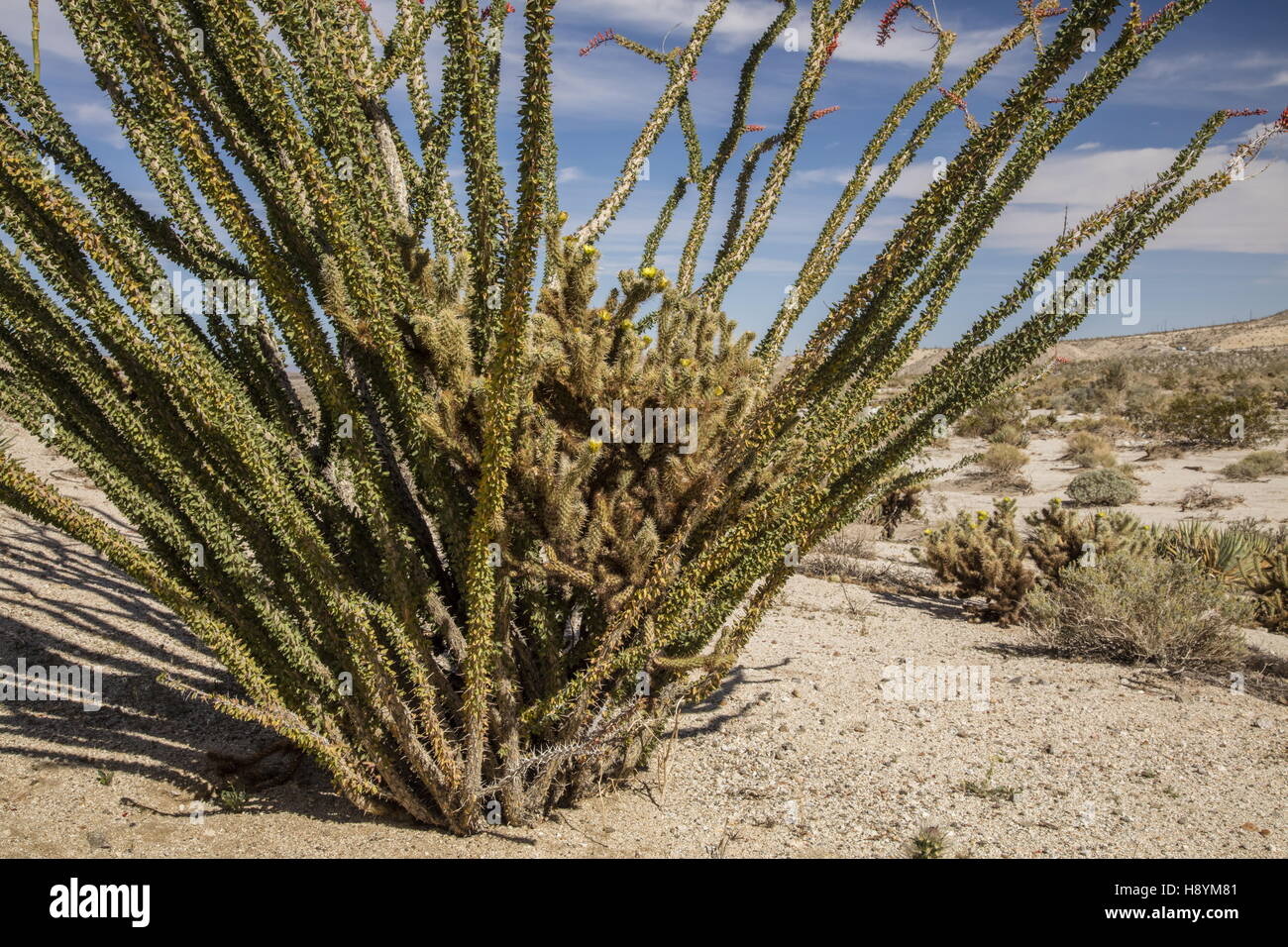 Ocotillo and Cylindropuntia cactus growing intertwined in the Californian Desert. AnzaBorrego