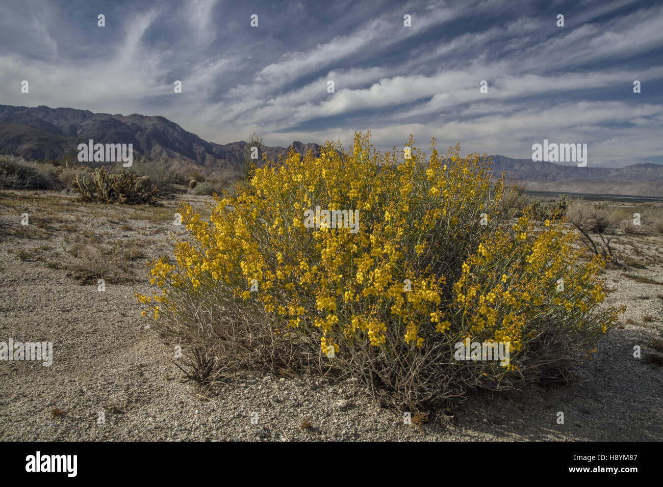 Desert senna, Senna armata, in flower in the Californian Desert. Anza-Borrego Desert State Park, Sonoran Desert, California. Stock Photo
