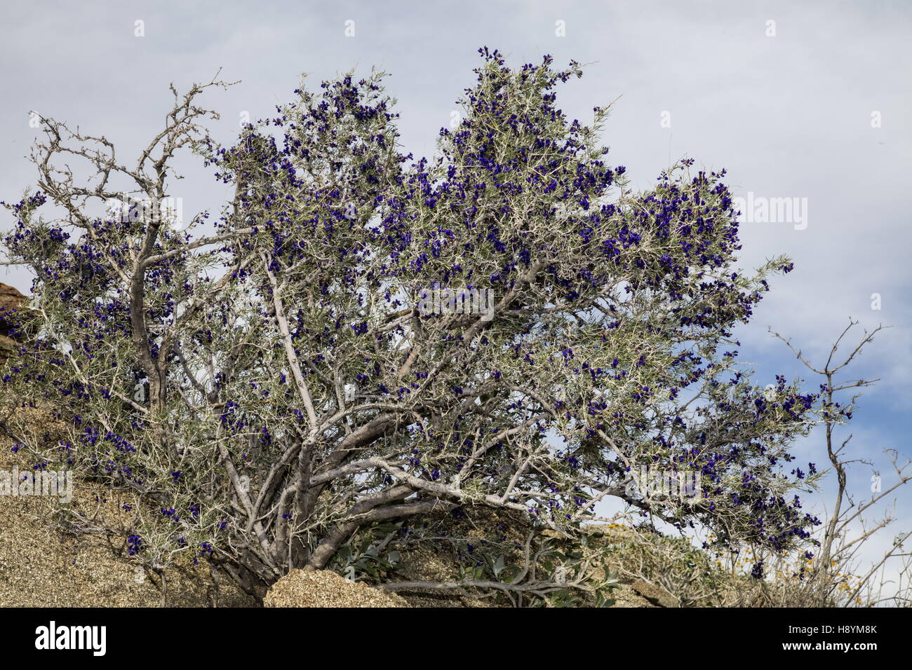 Schott's dalea or Indigo Bush, Psorothamnus schottii, in flower in Anza-Borrego, the Sonoran Desert, California. Stock Photo
