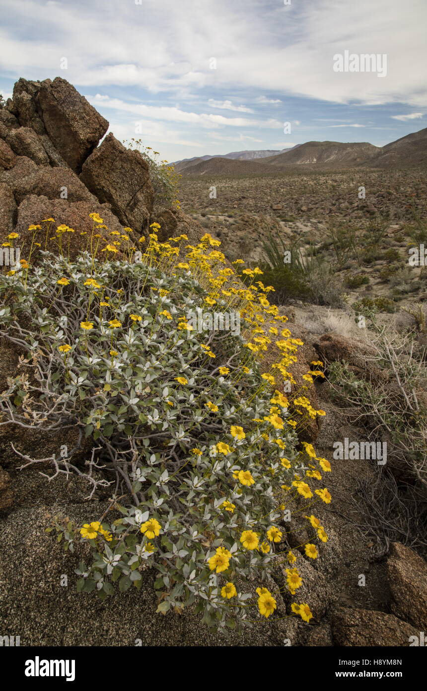 Brittlebush, Encelia farinosa, in flower in the Californian Desert