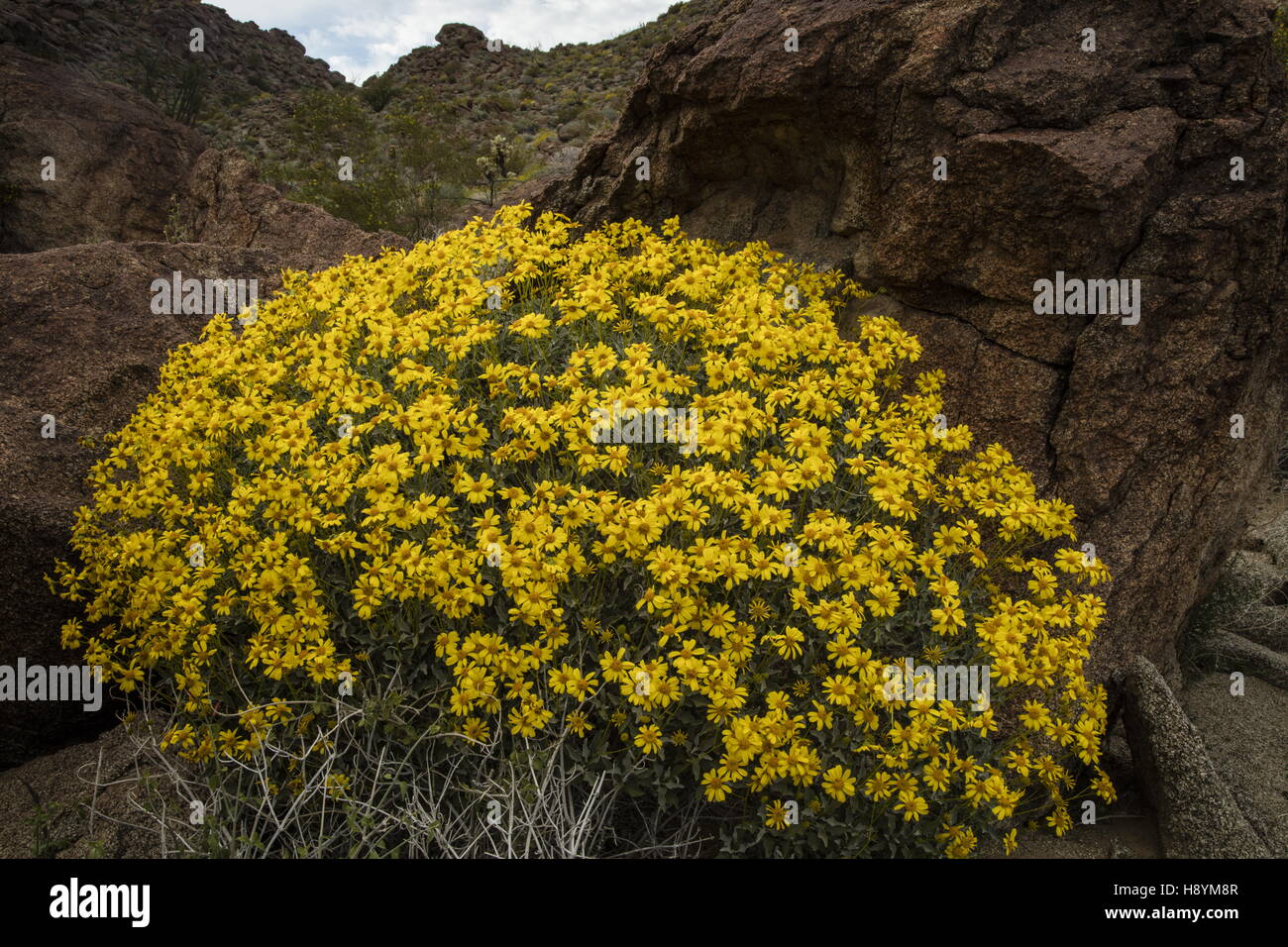 Brittlebush, Encelia farinosa, in flower in the Californian Desert