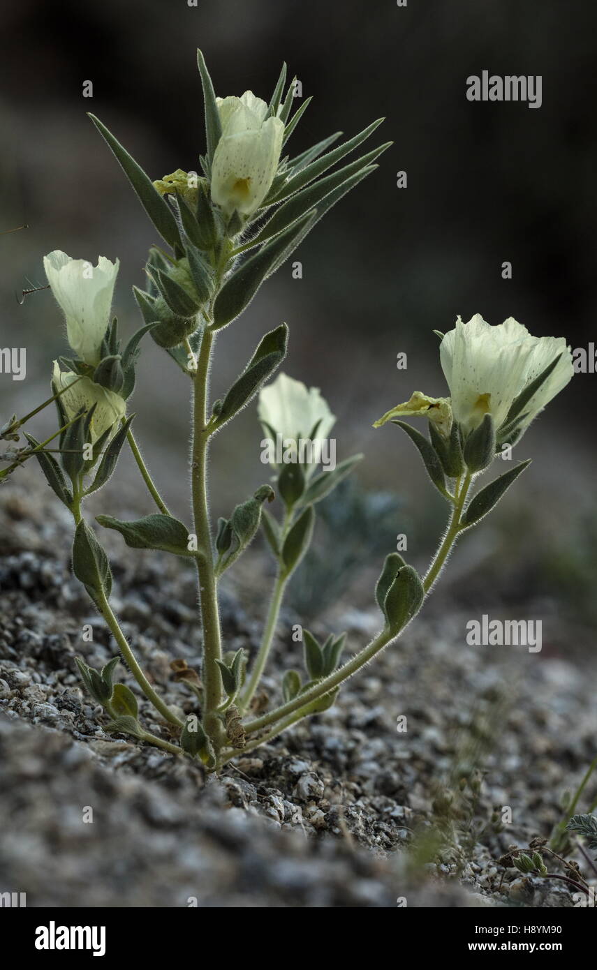 Gravel ghost wildflowers hires stock photography and images Alamy