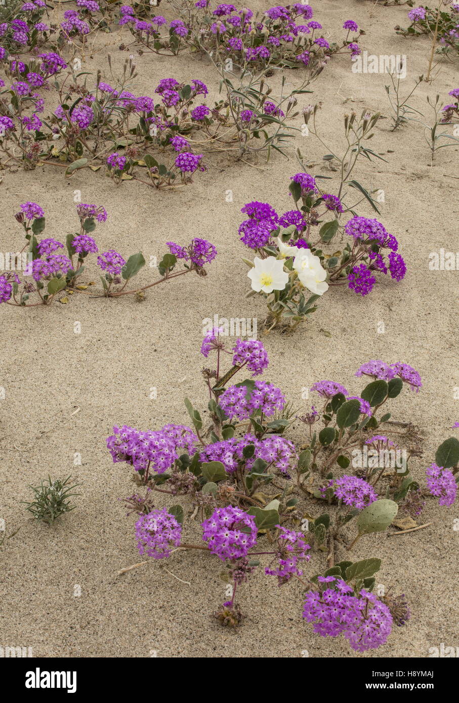 Dune evening primrose, Oenothera deltoides and Sand Verbena, Abronia