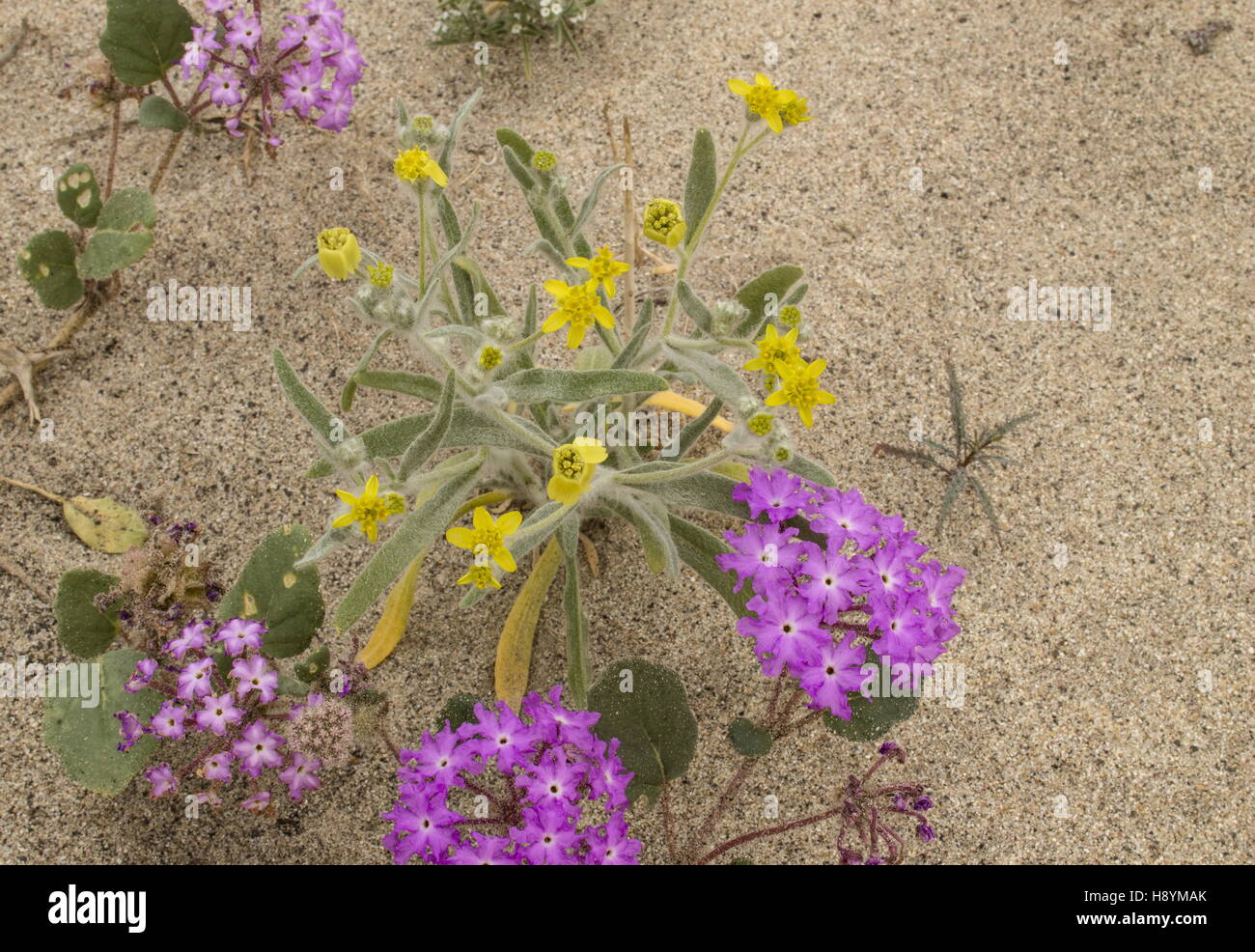 Laxflower, Baileya pauciradiata in flower among Sand Verbena, Abronia villosa in Anza-Borrego, California. Stock Photo