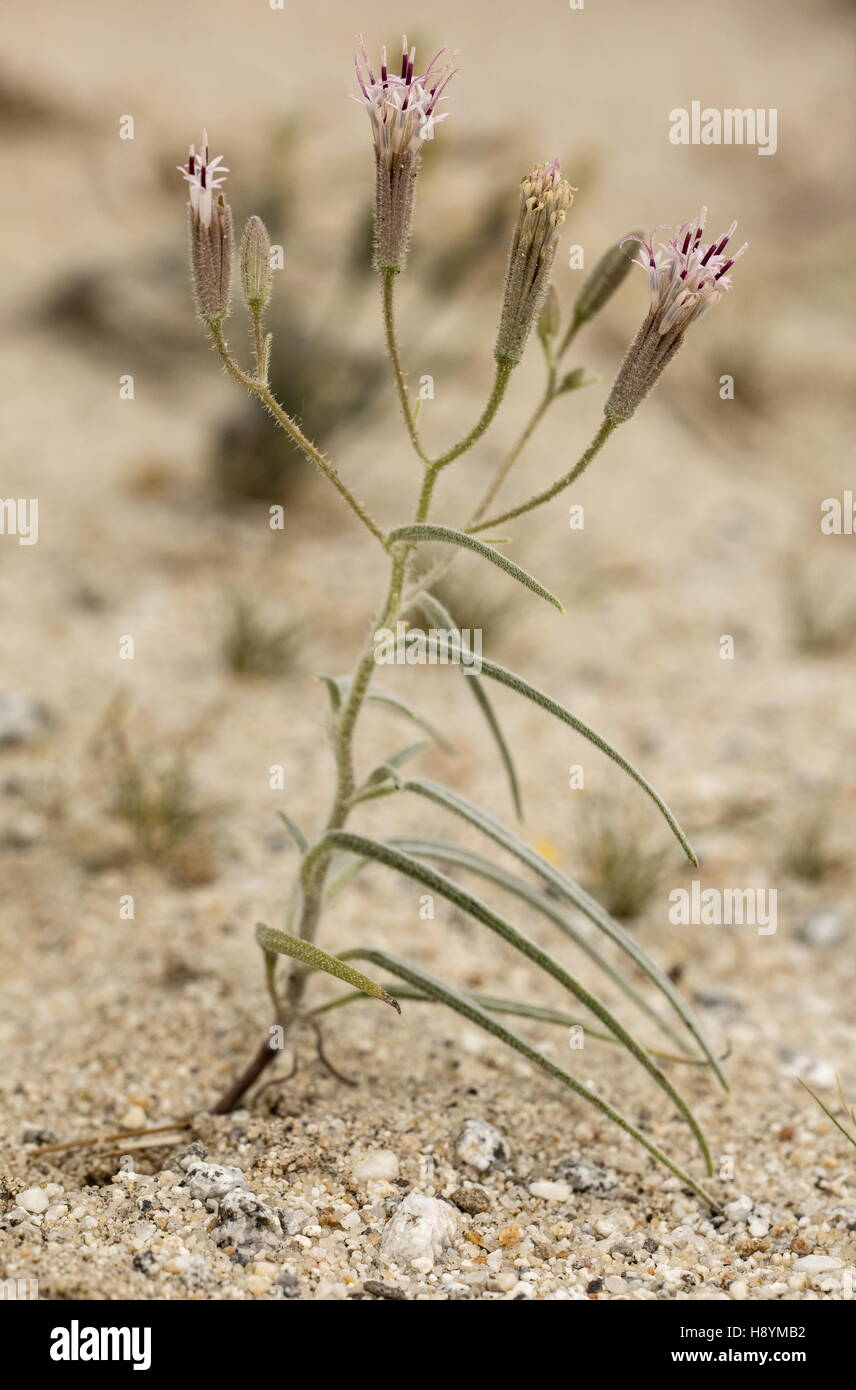 Spanish needle, Palafoxia arida, in flower in sandy desert, Anza-Borrego, California. Stock Photo
