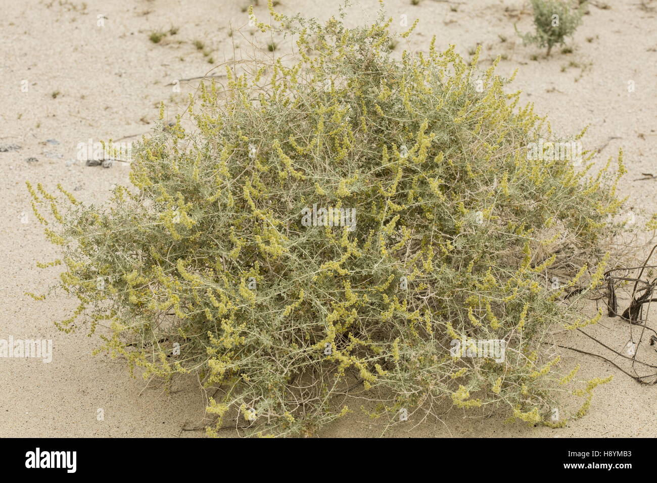 Burro bush, Ambrosia dumosa, in flower, Anza-Borrego Desert State Park, Sonoran Desert, California. Stock Photo