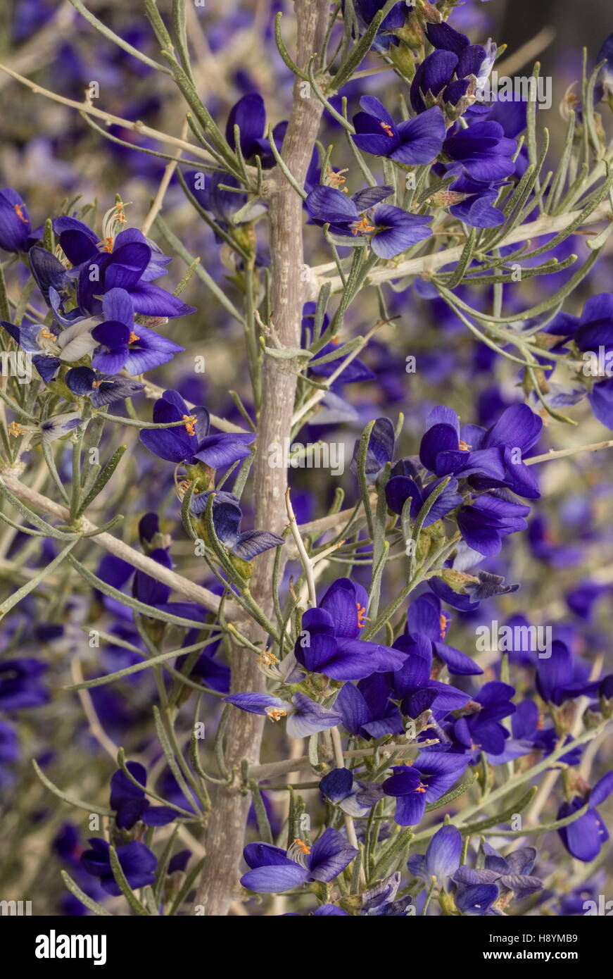 Schott's dalea or Indigo Bush, Psorothamnus schottii, in flower in Anza-Borrego, the Sonoran Desert, California. Stock Photo