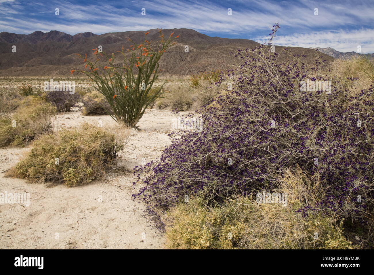 The Californian Desert in flower, with Ocotillo, Indigo Bush, Creosote bush etc in Coyote Canyon, Anza-Borrego Desert State Park Stock Photo