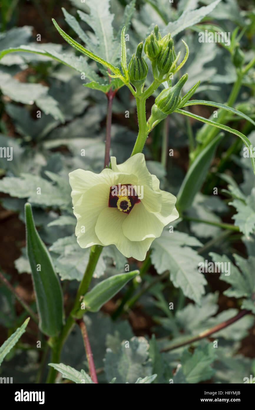 Okra plant hires stock photography and images Alamy
