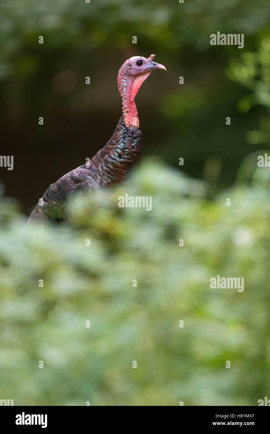 Wild turkey head white hires stock photography and images Alamy