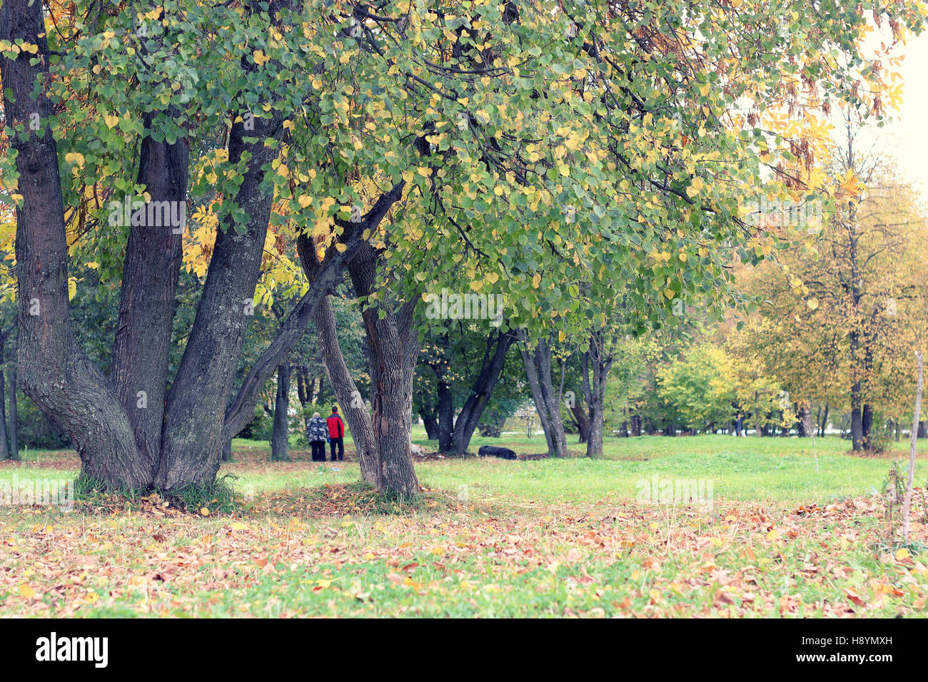 Park landscape lonely tree Stock Photo Alamy