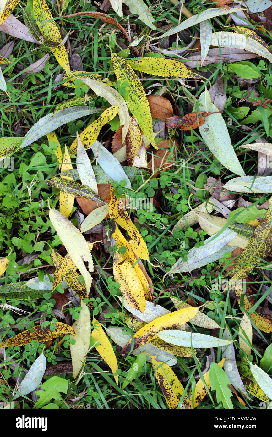 background leaves on the ground Stock Photo - Alamy
