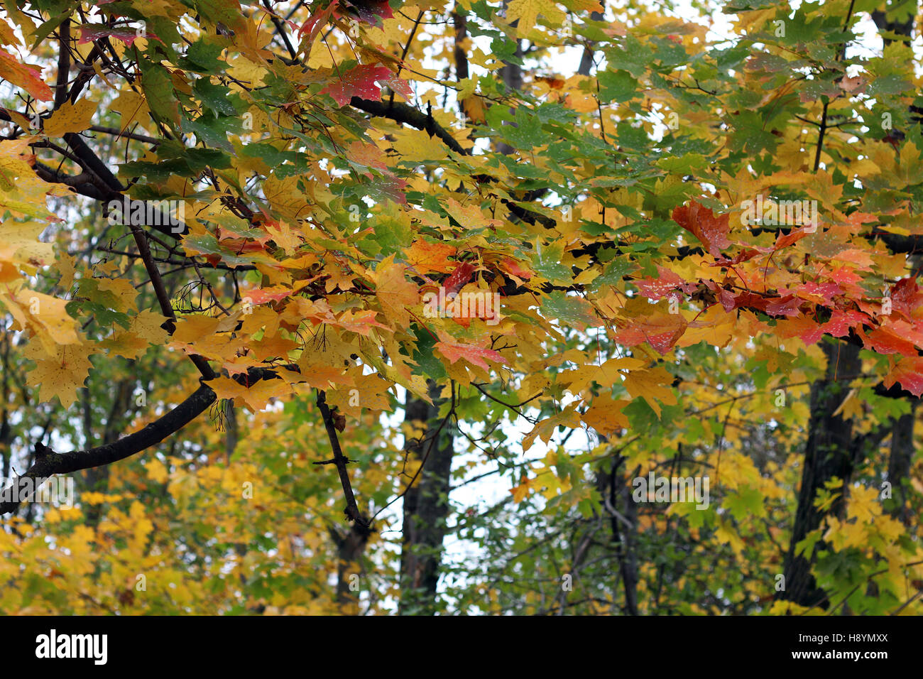 leaves on sky background Stock Photo - Alamy