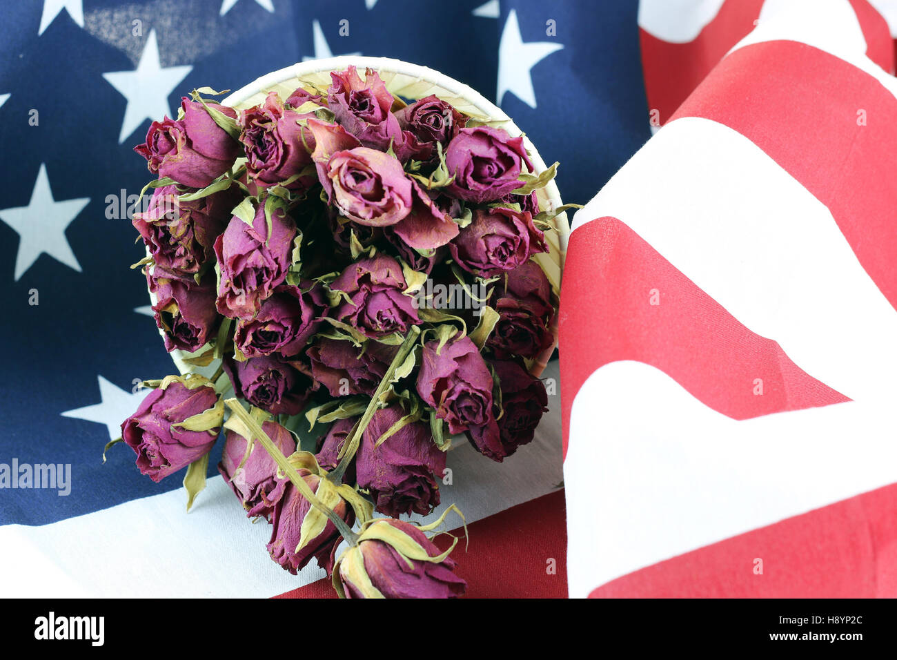 US flag rose flower Stock Photo Alamy
