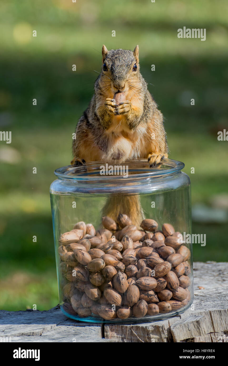 Eastern Fox Squirrel sitting on top of glass jar of nuts Stock Photo