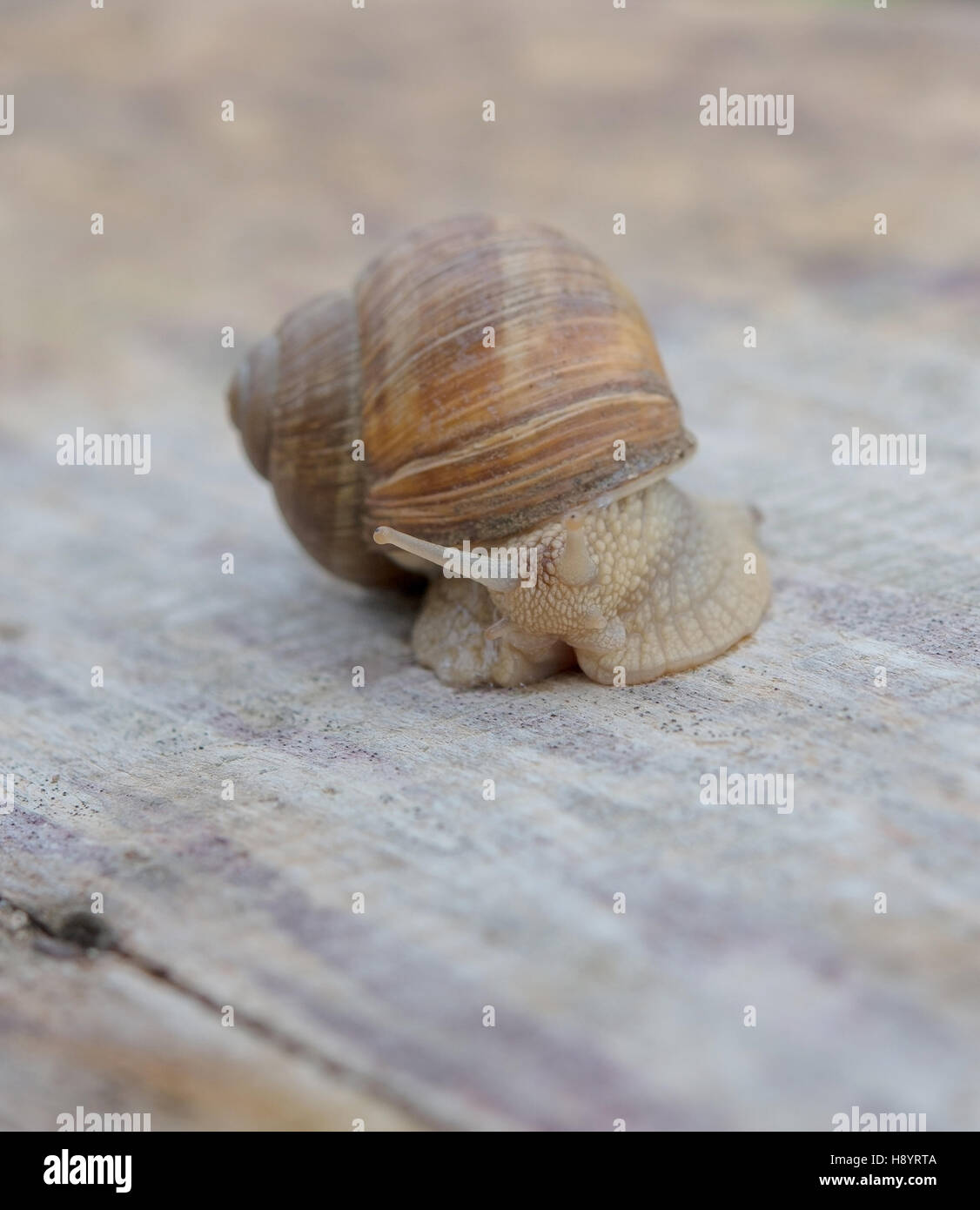 Helix pomatia, common names the Burgundy snail, Roman snail, edible
