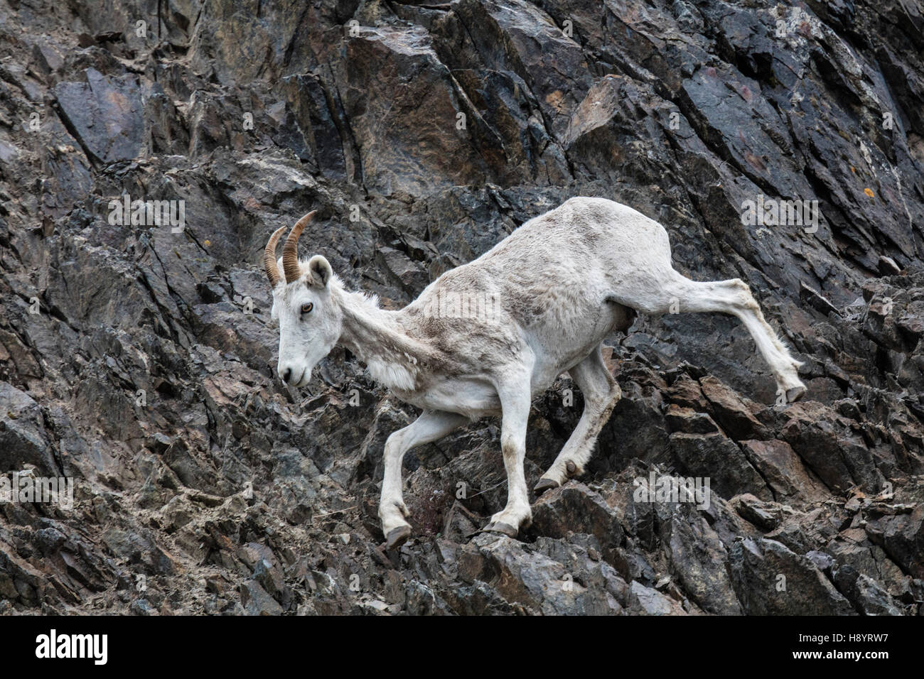Dall Sheep ewe and lamb playing on the steep rocky slope near Windy ...