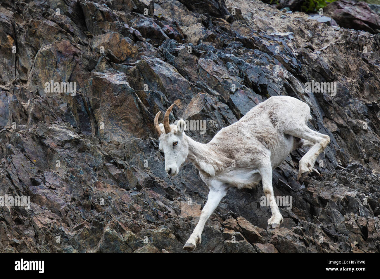 Dall Sheep ewe and lamb playing on the steep rocky slope near Windy ...