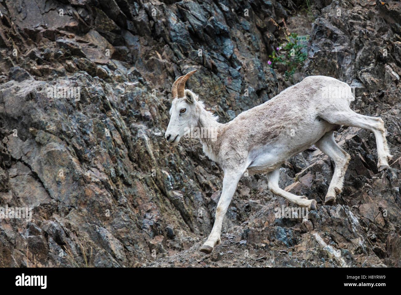 Dall Sheep ewe and lamb playing on the steep rocky slope near Windy ...
