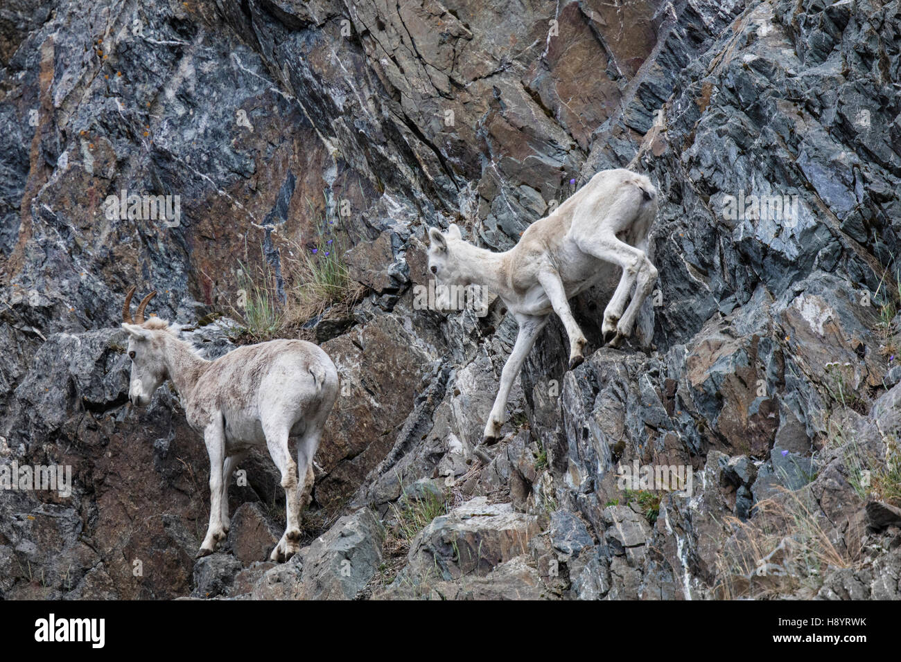 Dall Sheep ewe and lamb playing on the steep rocky slope near Windy ...