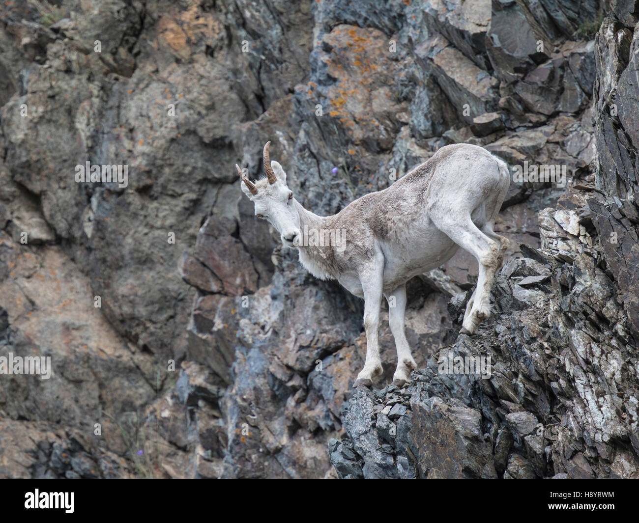 Dall Sheep ewe and lamb playing on the steep rocky slope near Windy ...