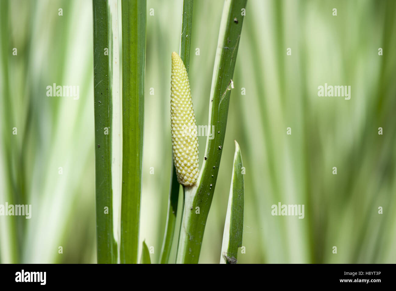 sweet flag,  acorus calamus Stock Photo