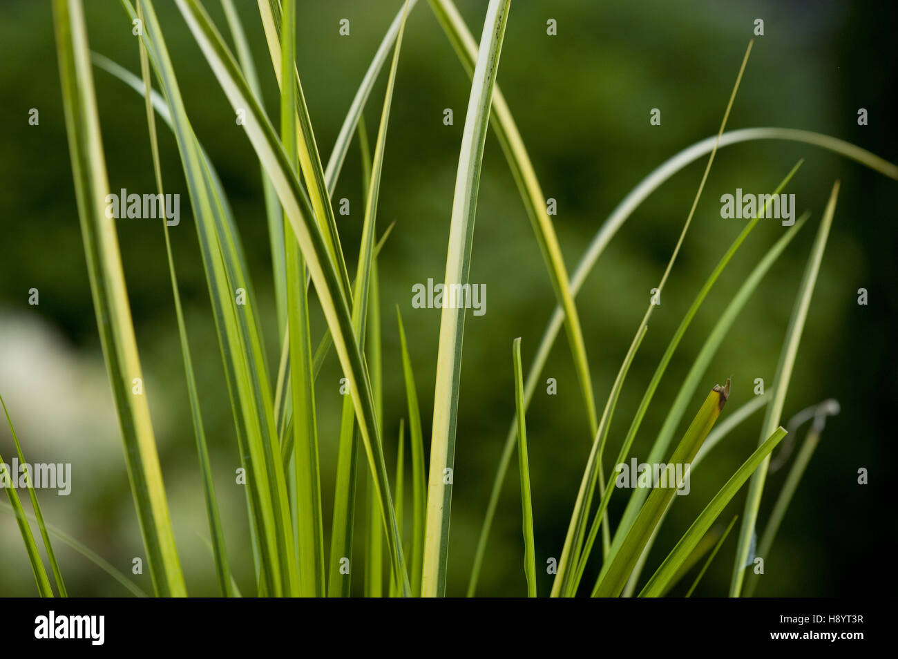 japanese sweet flag,  acorus gramineus Stock Photo