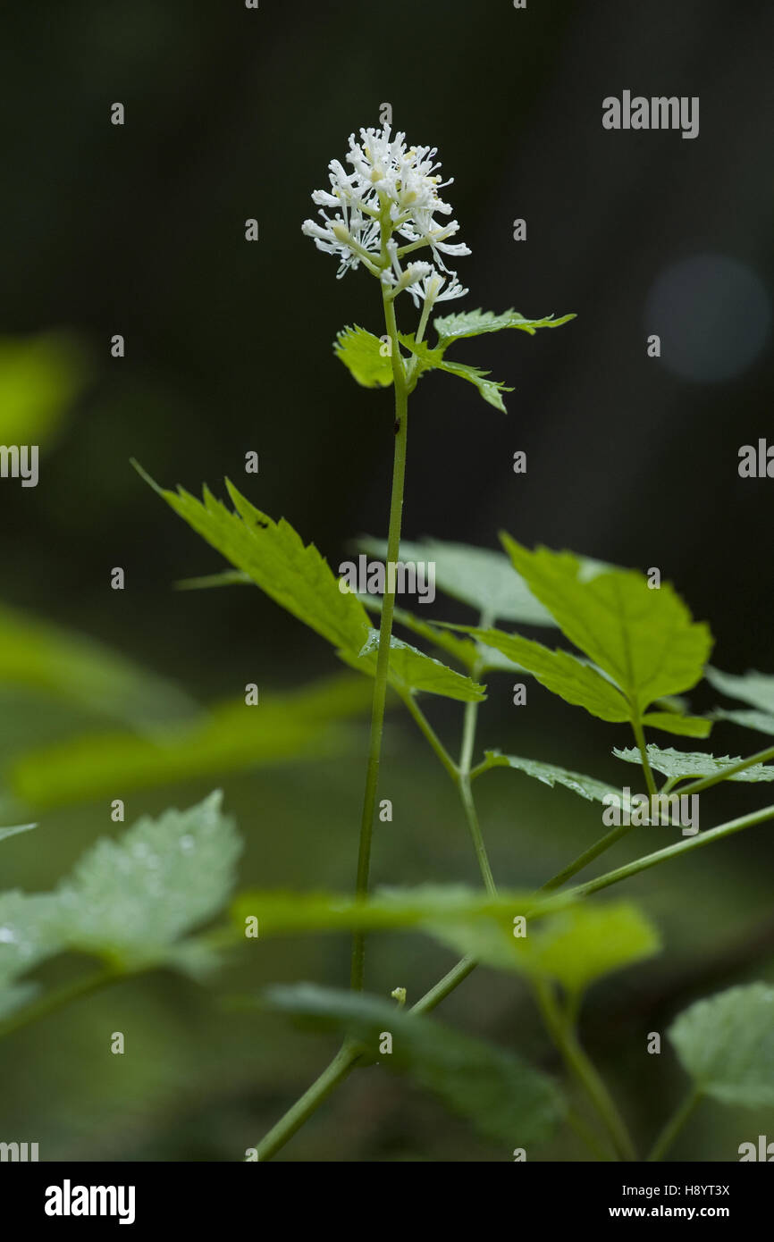 baneberry, actaea spicata Stock Photo