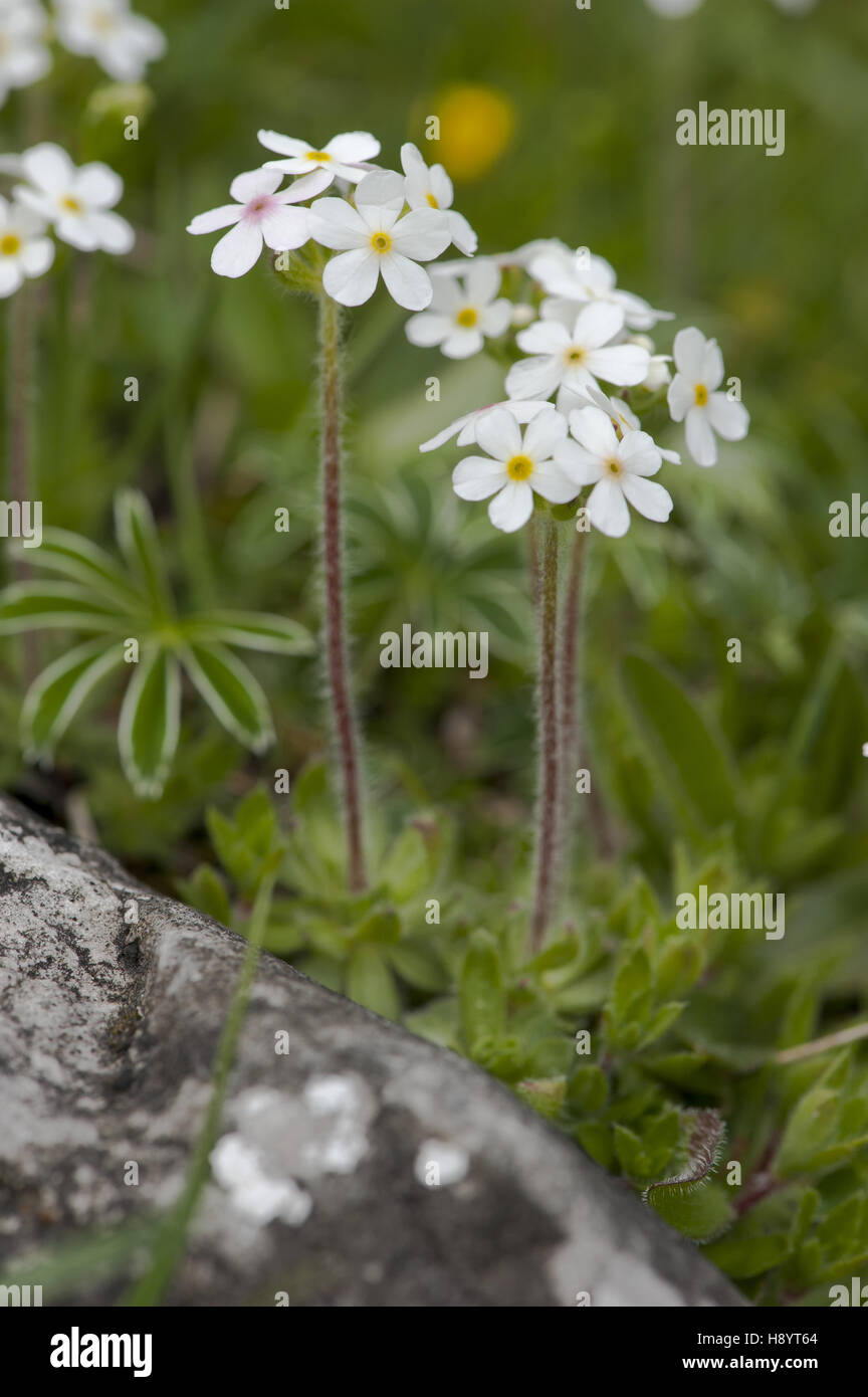 sweetflower rockjasmine, androsace chamaejasme Stock Photo