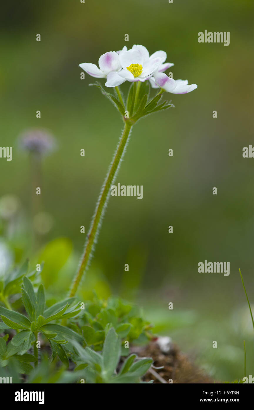 narcissus-flowered anemone, anemone narcissiflora Stock Photo