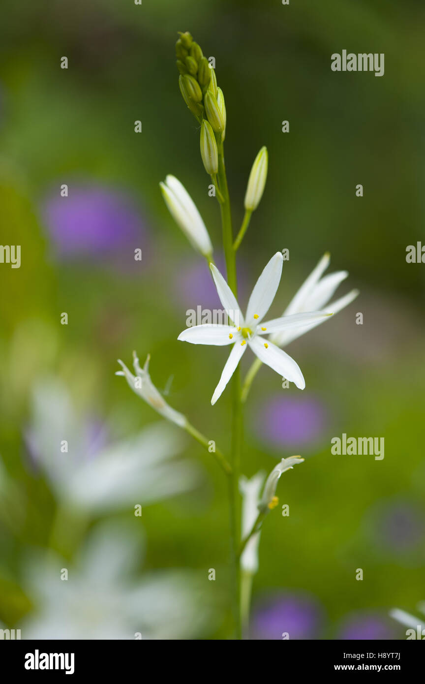 st. bernard's lily, anthericum liliago Stock Photo