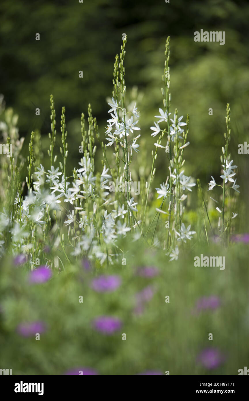 st. bernard's lily, anthericum liliago Stock Photo