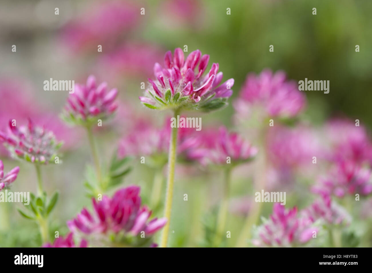 mountain kidney vetch, anthyllis montana Stock Photo