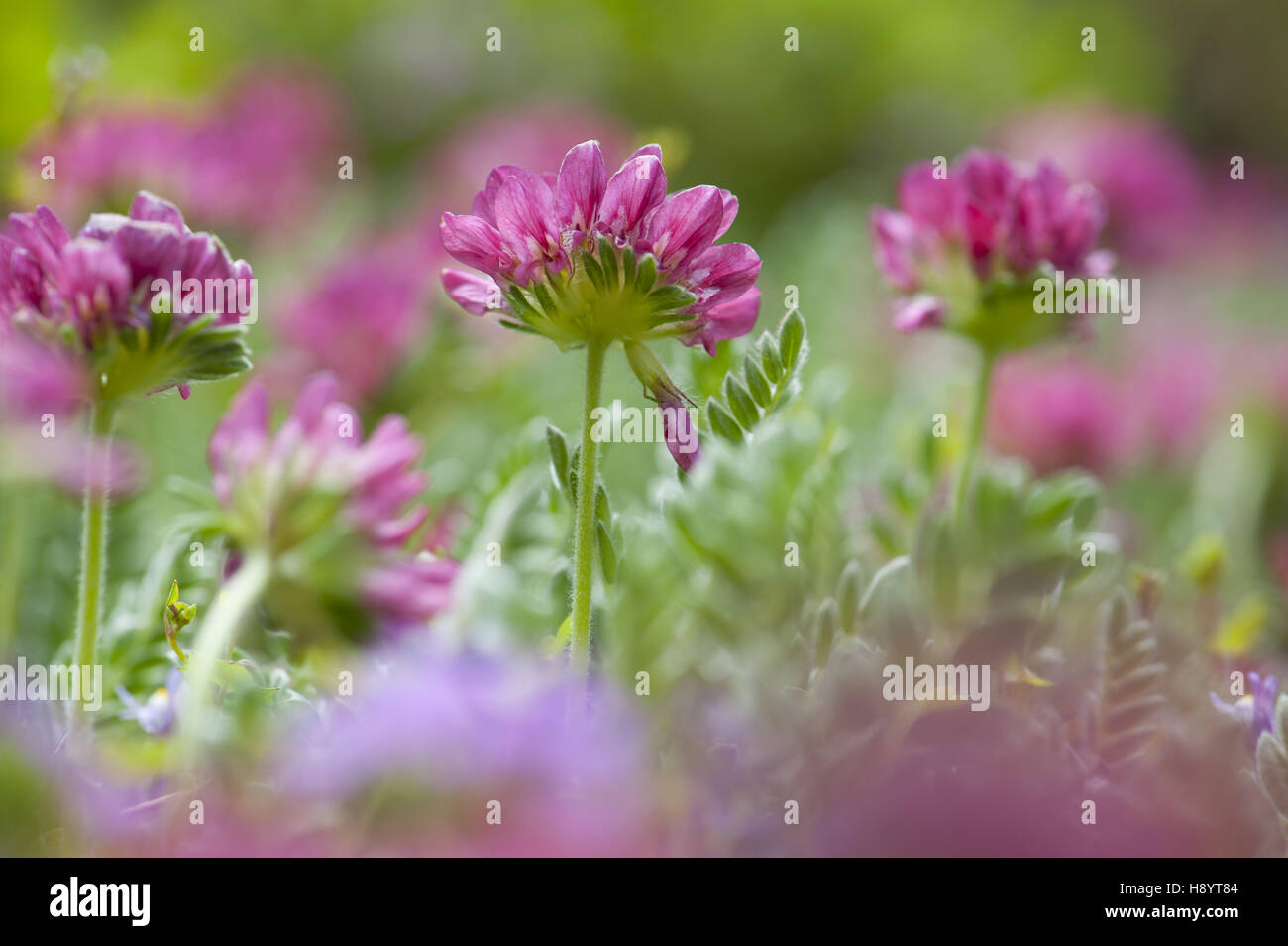 mountain kidney vetch, anthyllis montana Stock Photo