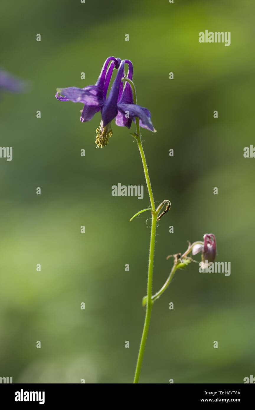 dark columbine, aquilegia atrata Stock Photo