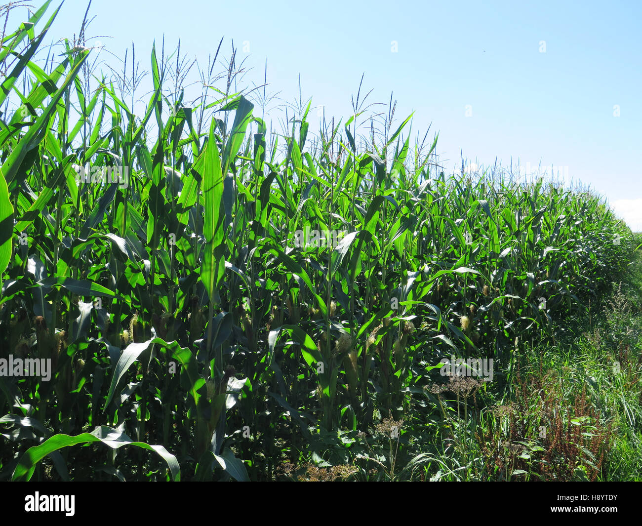 Sweetcorn plant hi-res stock photography and images - Alamy