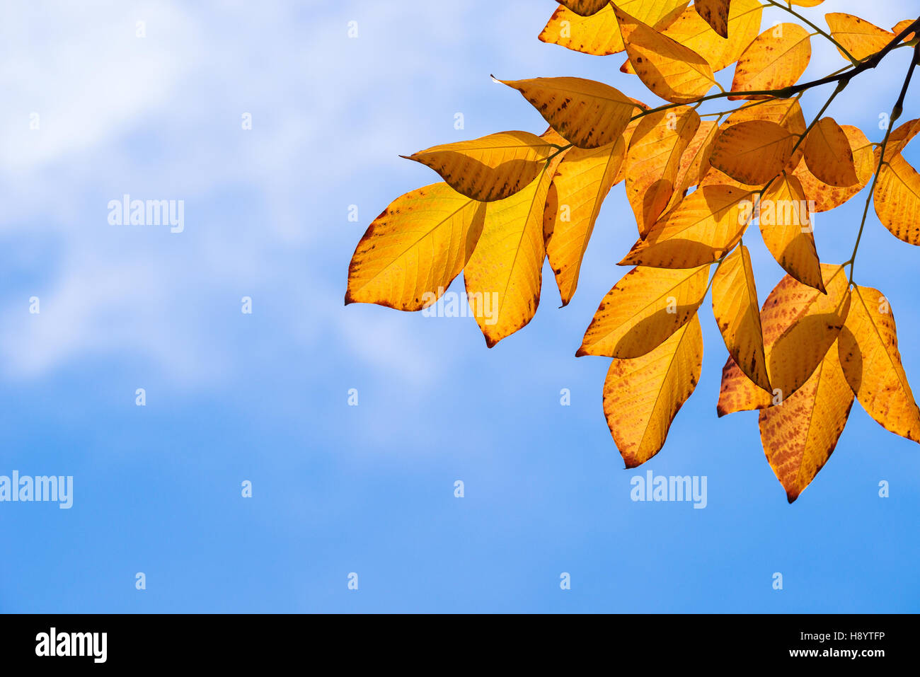 Golden yellow autumn leaves on a branch against blue sky Stock Photo