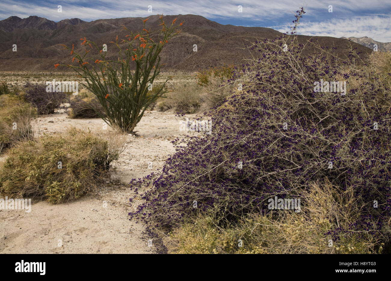 The Californian Desert in flower, with Ocotillo, Indigo Bush, Creosote bush etc in Coyote Canyon, Anza-Borrego Desert State Park, Sonoran Desert, Cali Stock Photo