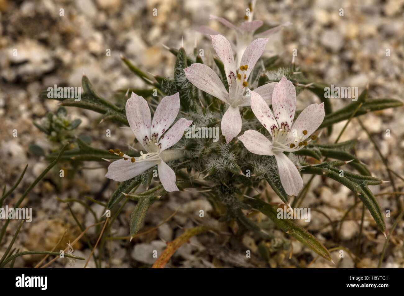 Desert calico, Loeseliastrum matthewsii - annual member of Polemoniaceae, in flower in the Sonoran Desert. Stock Photo