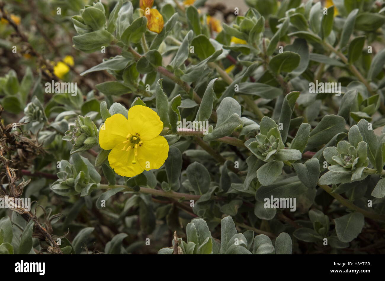 Beach evening primrose, Camissoniopsis cheiranthifolia, on sanddunes