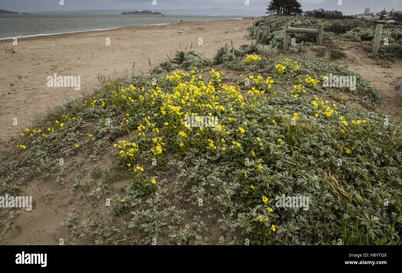 Bermuda buttercup naturalised on sand-dunes in San Francisco, California. Stock Photo