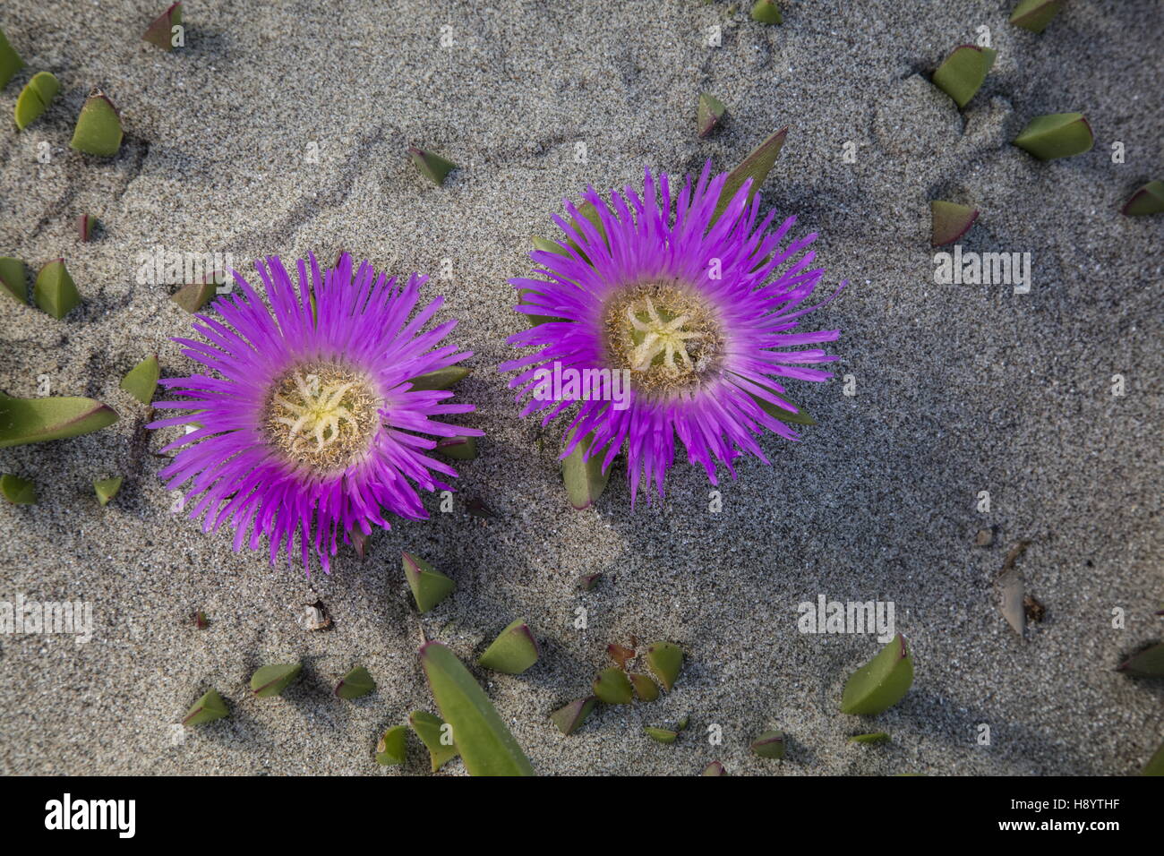 Hottentot-fig, Carpobrotus edulis naturalised on dunes in California. Stock Photo