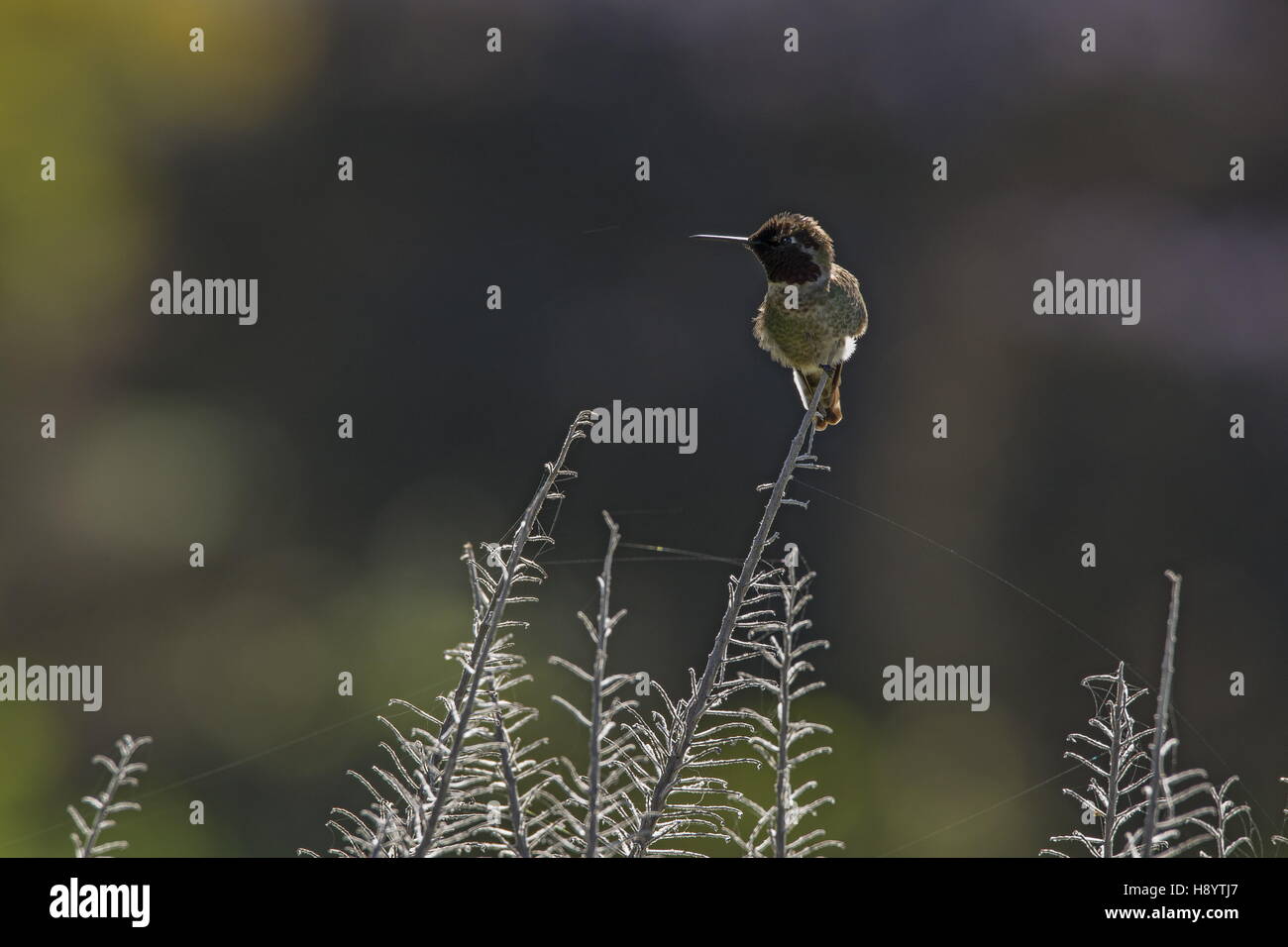 Anna's Hummingbird, Calypte anna; male, perched on bugloss stem, Bolinas, California. Stock Photo