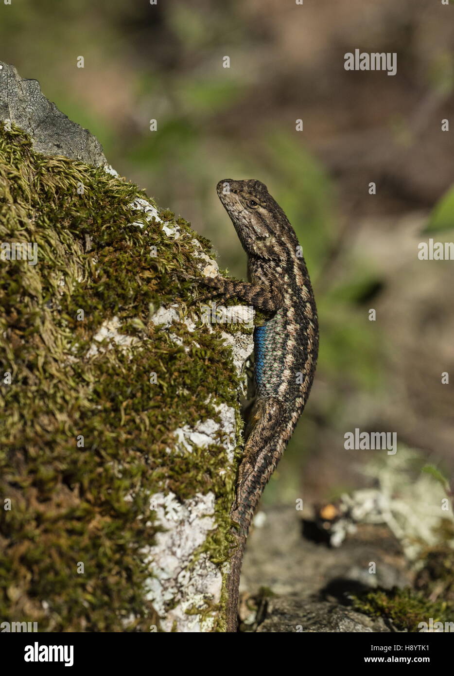 Coast Range Fence Lizard, Sceloporus occidentalis bocourtii on rocks, Mt. Tamalpais, California. Stock Photo