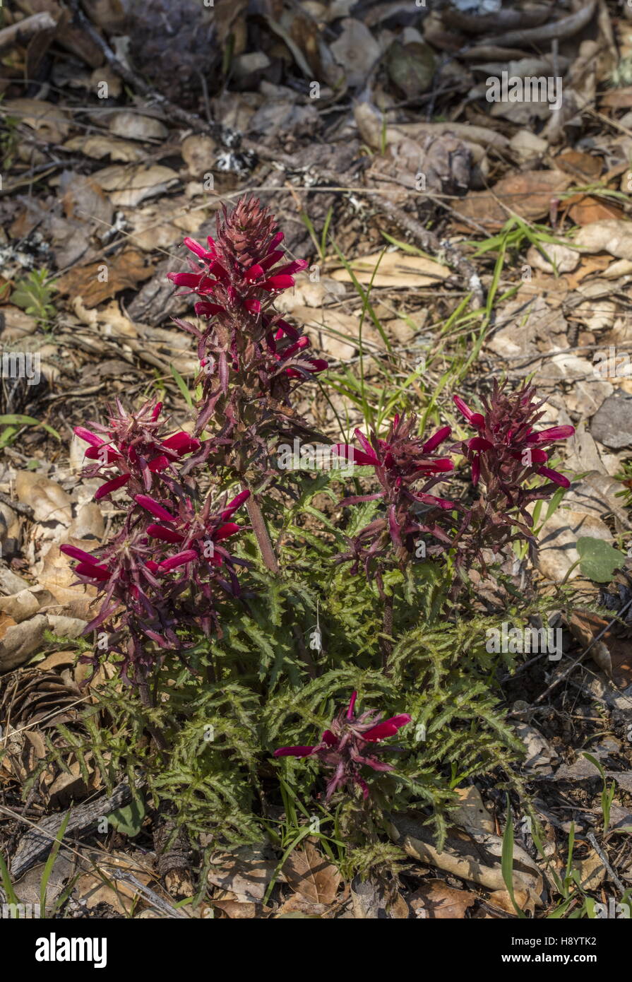 Indian warrior, Pedicularis densiflora, in flower in open woodland, Mt Tamalpais, California. Stock Photo
