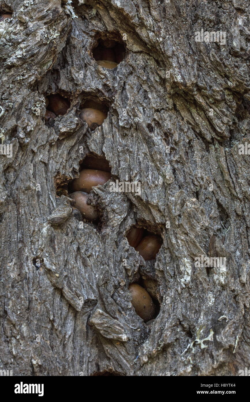 Acorns stored by Acorn Woodpecker in special storage tree. Mt. Tam, California. Stock Photo